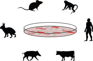 stem cells in dish with images of different mammalian species