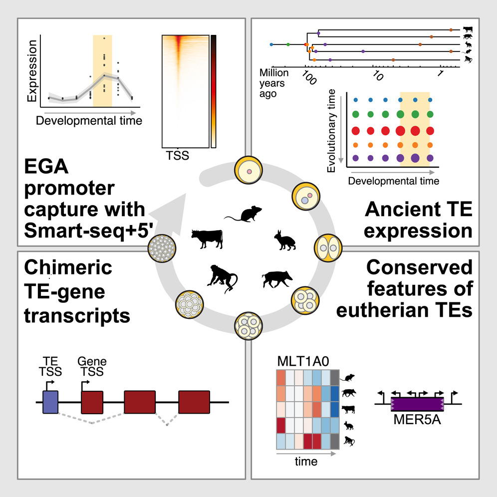 Graphical abstract of Marlies' postdoc publication