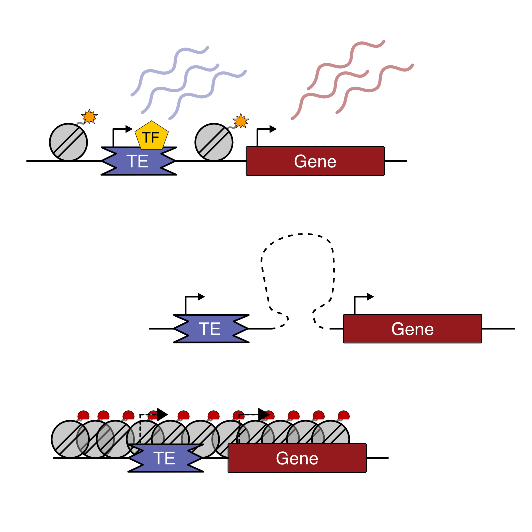 Schematic figure of different mechanisms in which TEs can control the epigenome of neighboring regions