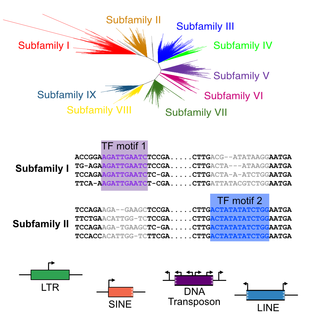 Evolution of a TE family showing phylogenetic tree, sequence features such as TF motifs, and structural characteristics of LTRs, LINEs, SINEs and DNA transposons