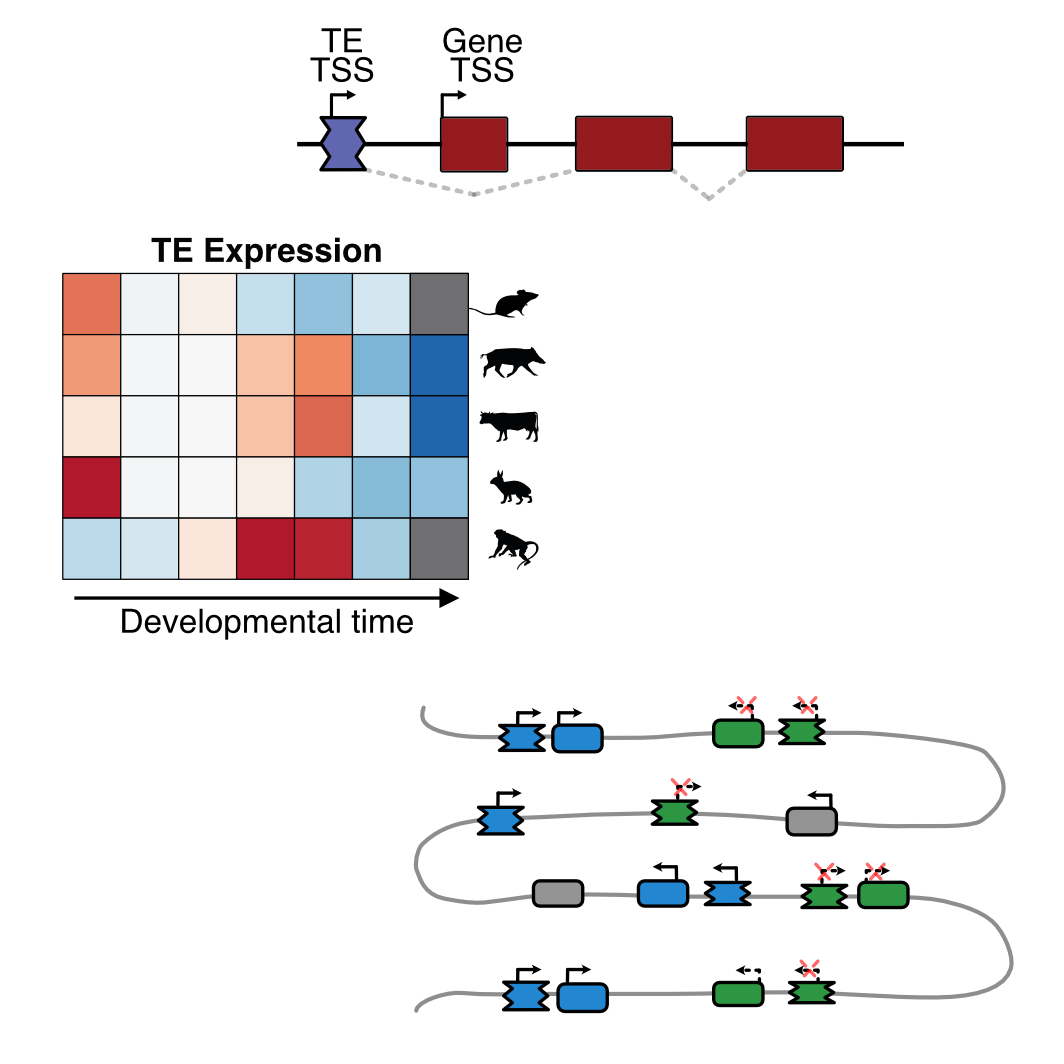 Schematic figure of how TEs can be used for chimeric transcripts, transcription across different mammalian species and driving expression of neighboring genes