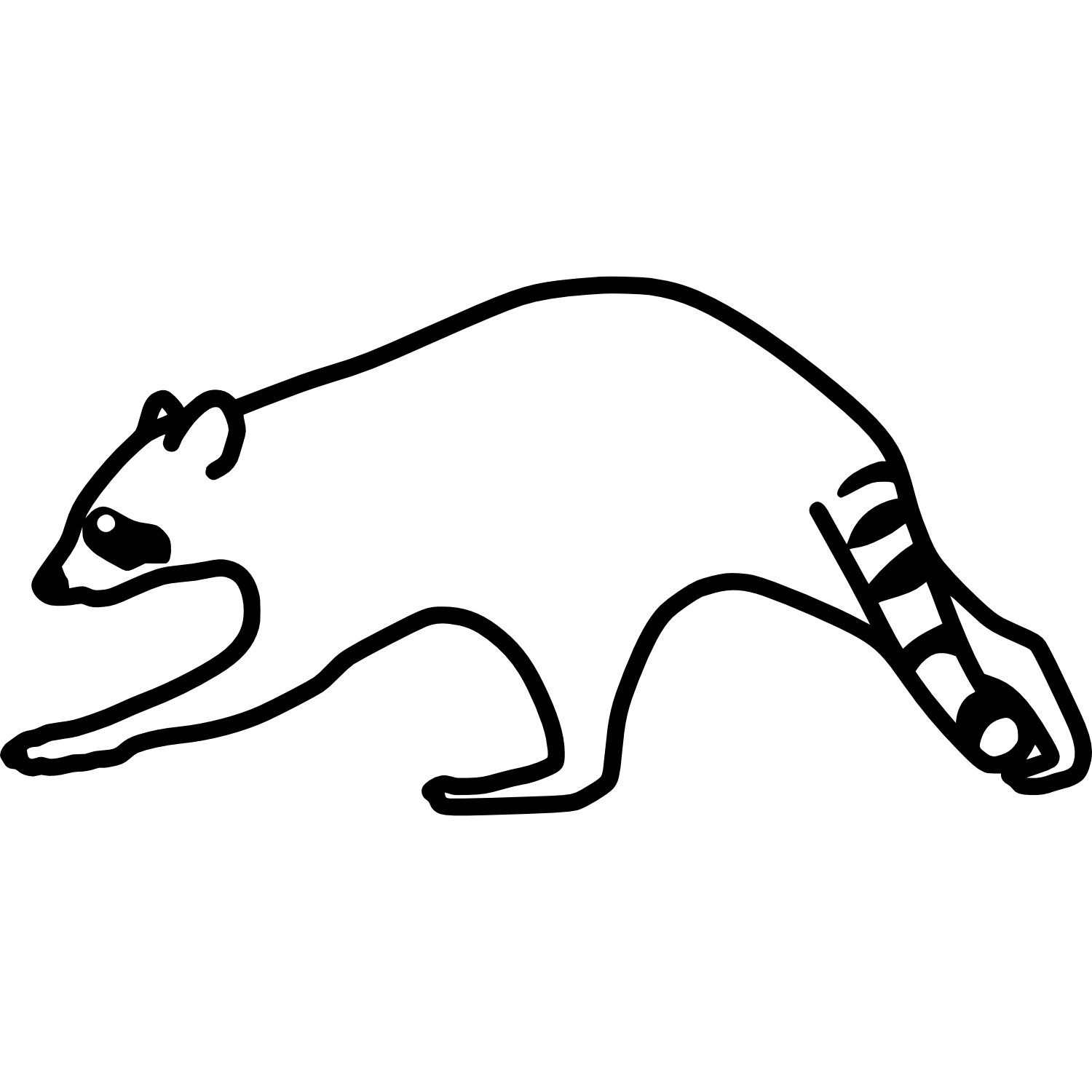 raccoon